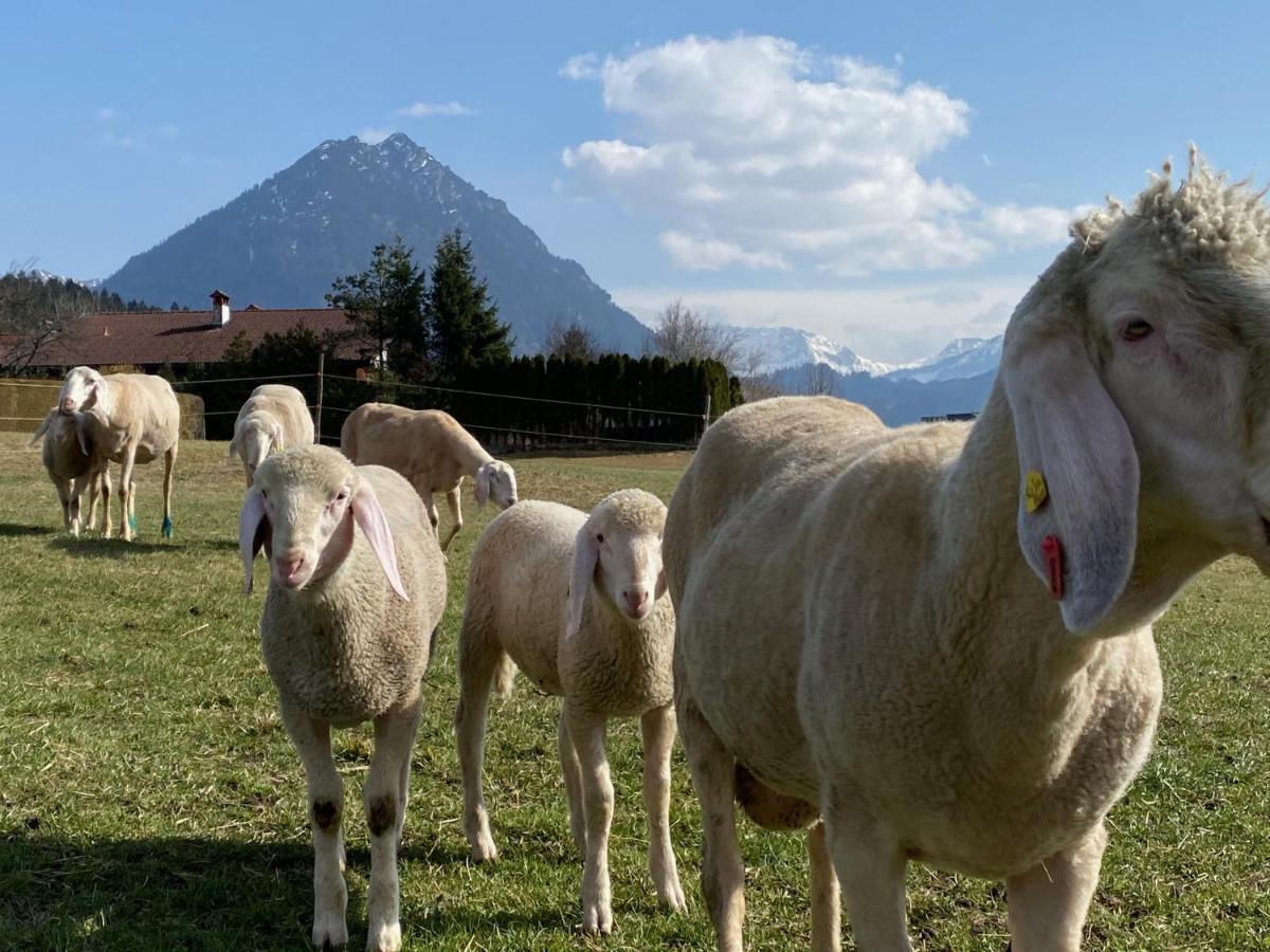 Ferienwohnung Alma Pflach Buitenkant foto