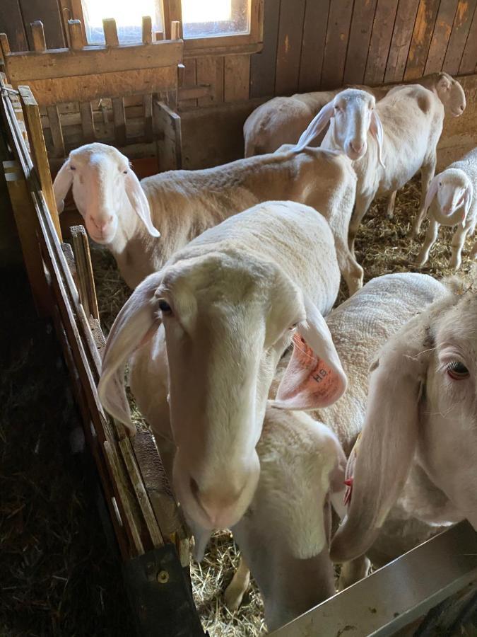 Ferienwohnung Alma Pflach Buitenkant foto