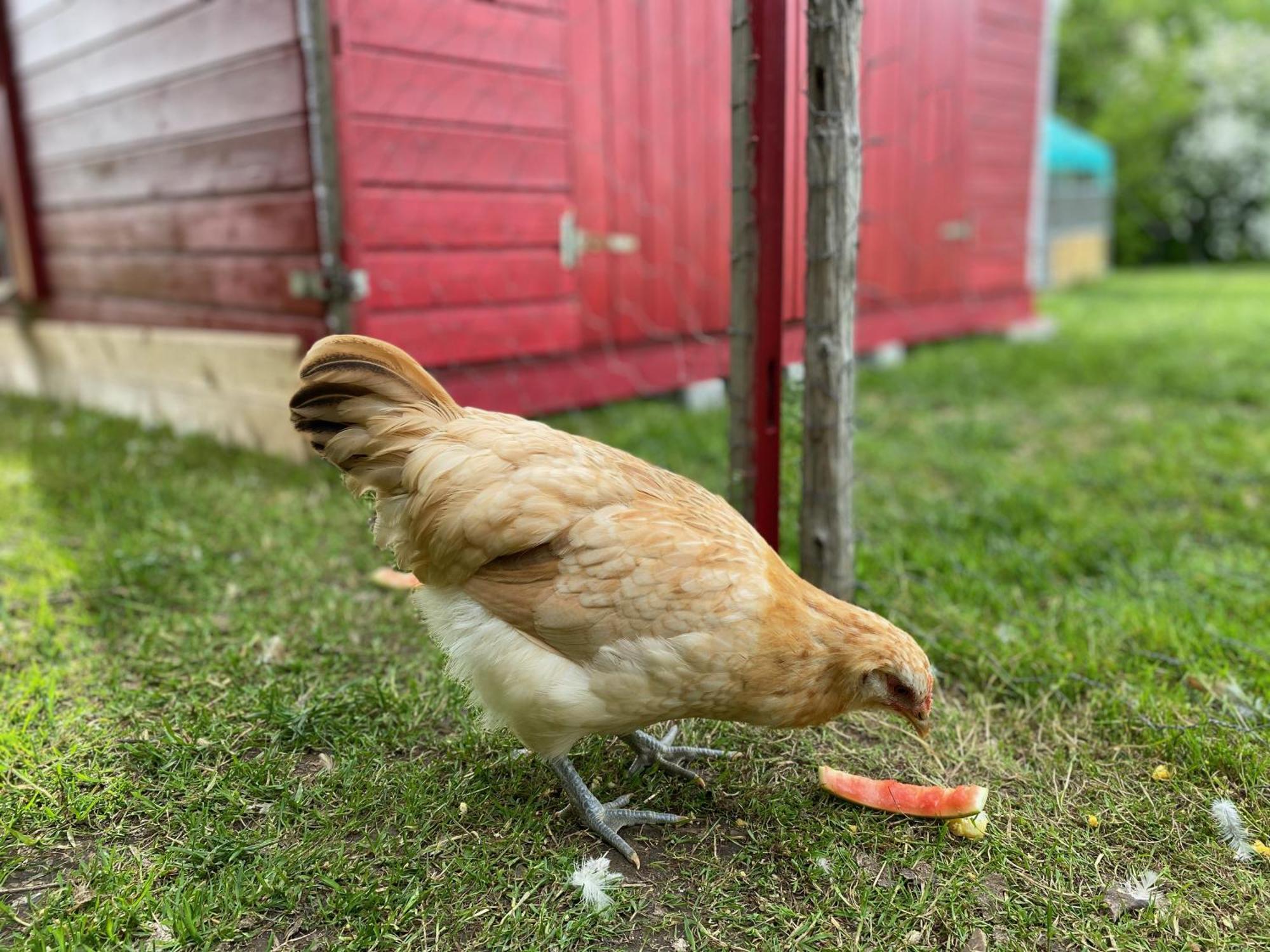 Ferienwohnung Alma Pflach Buitenkant foto
